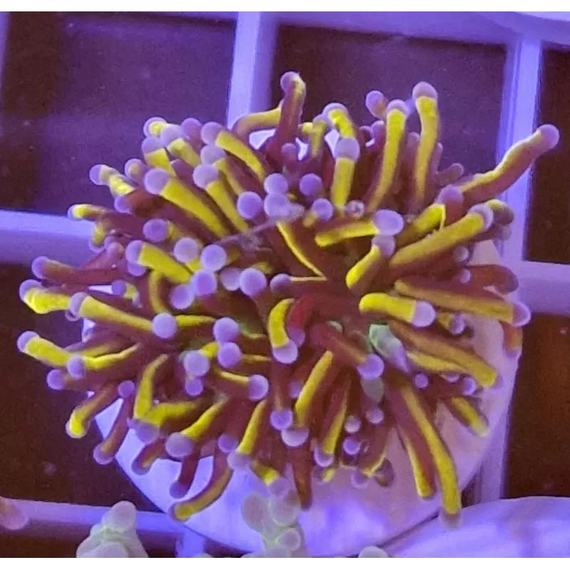 Euphyllia Glabrescens Golden Torch Indo kopen | Coralandfishstore.nl Euphyllia Glabrescens Golden Torch Indo kopen | Coralandfishstore.nl