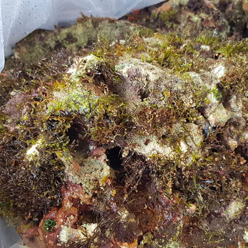 Wild levend steen Indonesia