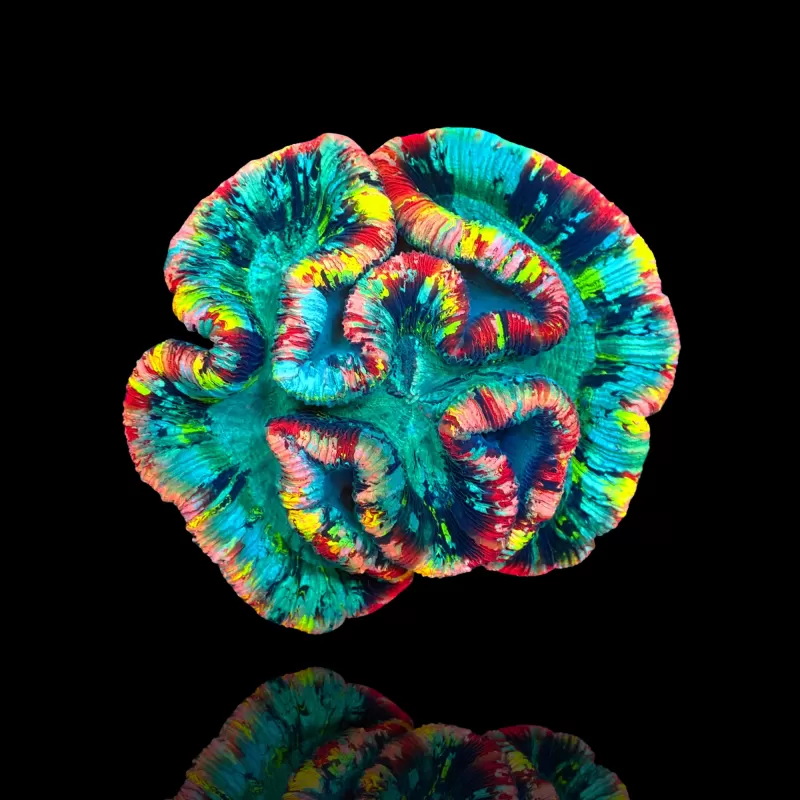 Trachyphyllia geoffroyi Master L size Australie kopen | Coralandfishstore.nl Trachyphyllia geoffroyi Master L size Australie kopen | Coralandfishstore.nl