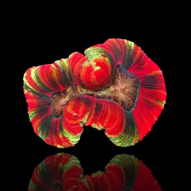 Kaufen Sie Trachyphyllia geoffroyi ultra red rim Australien | Coralandfishstore.nl