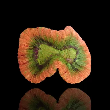 Trachyphyllia sp Orange / Red Rim  L Size kopen | Coralandfishstore.nl