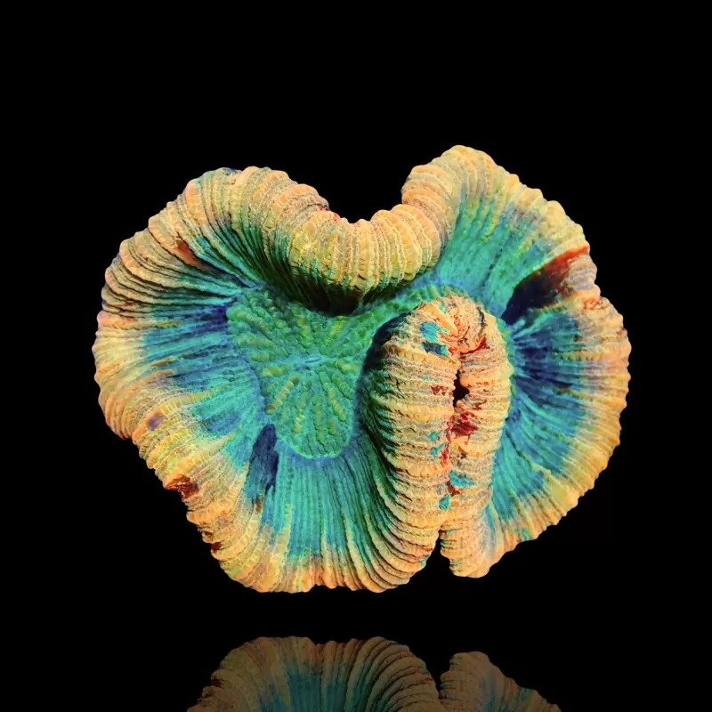 Trachyphyllia sp Orange / Red Rim L Size kopen | Coralandfishstore.nl Trachyphyllia sp Orange / Red Rim L Size kopen | Coralandfishstore.nl