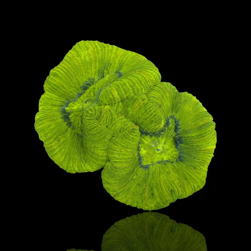 Trachyphyllia Geoffroyi Green Fluor Australie Trachyphyllia Geoffroyi Green Fluor Australie