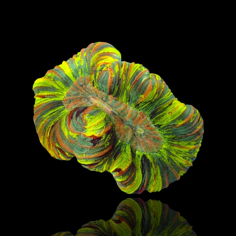 Trachyphyllia Geoffroyi Green Fluor Australie Trachyphyllia Geoffroyi Green Fluor Australie