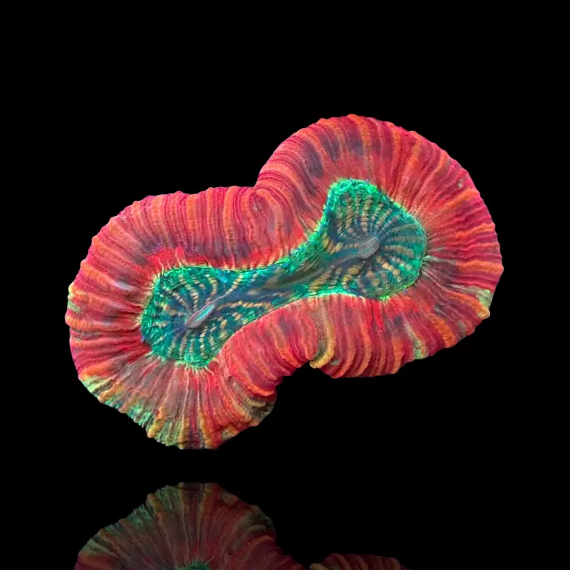 Trachyphyllia Geoffroyi Red Rim kopen | Coralandfishstore.nl Trachyphyllia Geoffroyi Red Rim kopen | Coralandfishstore.nl