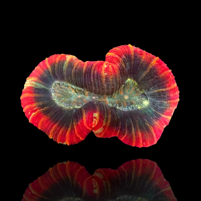 Trachyphyllia Geoffroyi Red Rim kopen | Coralandfishstore.nl Trachyphyllia Geoffroyi Red Rim kopen | Coralandfishstore.nl