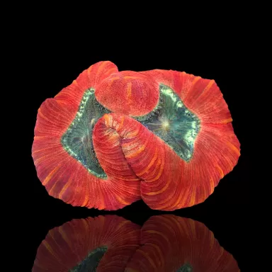 Kaufen Sie Trachyphyllia Geoffroyi Red Rim | Coralandfishstore.nl