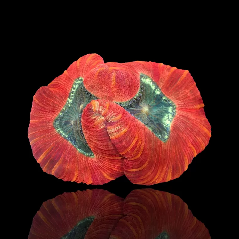 Trachyphyllia Geoffroyi Red Rim kopen | Coralandfishstore.nl Trachyphyllia Geoffroyi Red Rim kopen | Coralandfishstore.nl