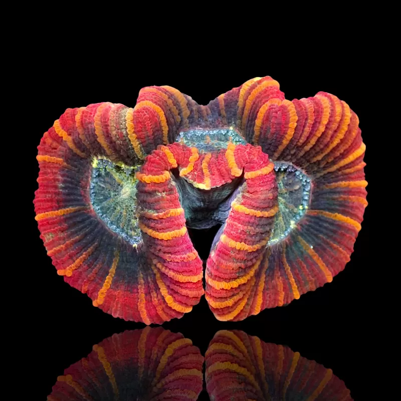 Kaufen Sie Trachyphyllia Geoffroyi Red Rim | Coralandfishstore.nl