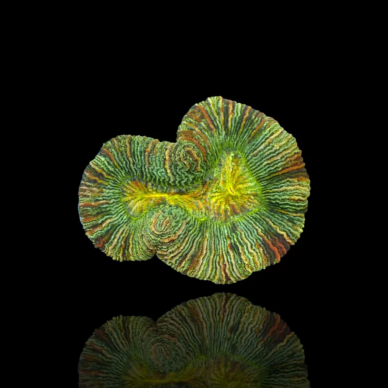 Kaufen Sie Trachyphyllia B-Klasse Australien | Coralandfishstore.nl Kaufen Sie Trachyphyllia B-Klasse Australien | Coralandfishstore.nl