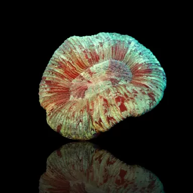 Trachyphyllia B grade Australie kopen | Coralandfishstore.nl