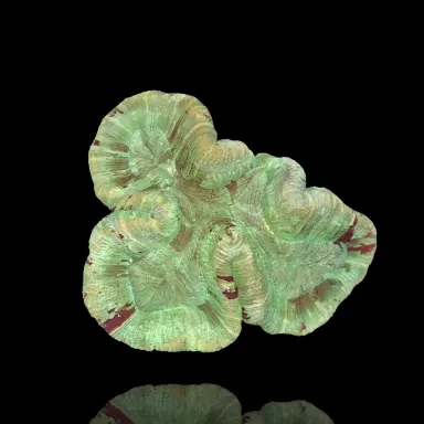 Trachyphyllia B grade Australie kopen | Coralandfishstore.nl