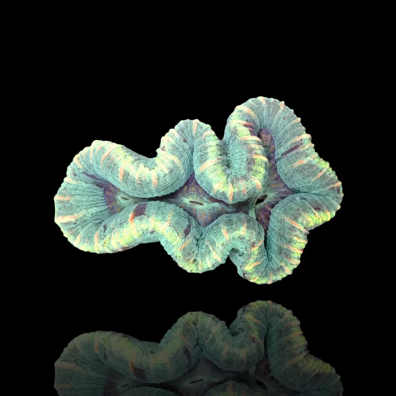 Kaufen Sie Trachyphyllia B-Klasse Australien | Coralandfishstore.nl Kaufen Sie Trachyphyllia B-Klasse Australien | Coralandfishstore.nl