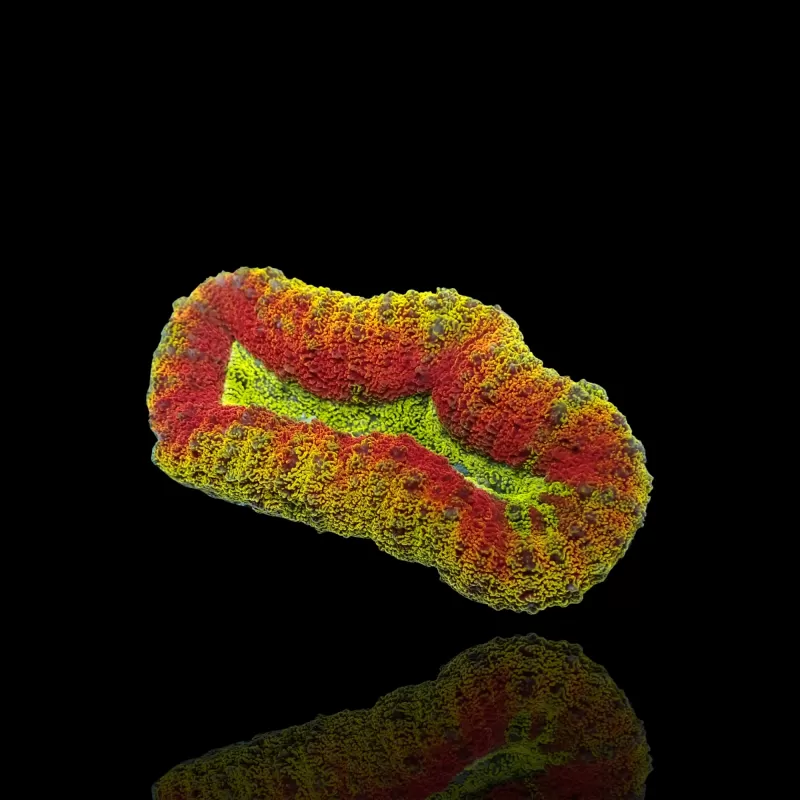 Lobophyllia sp.Multi Coloured (rare) Australie kopen | Coralandfishstore.nl Lobophyllia sp.Multi Coloured (rare) Australie kopen | Coralandfishstore.nl