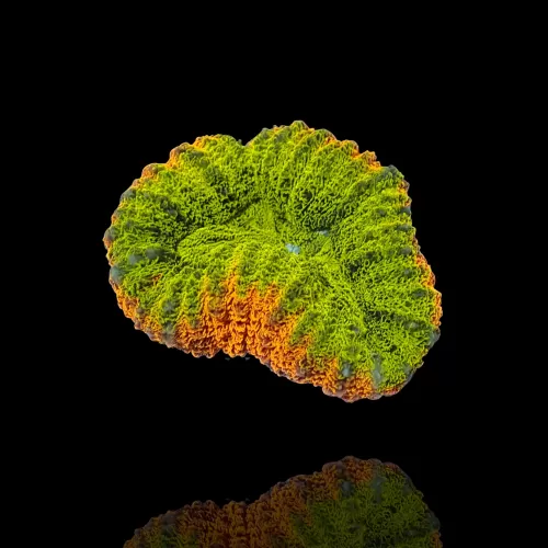 Kaufen Sie Lobophyllia sp.Multi Coloured (selten) Australien | Coralandfishstore.nl