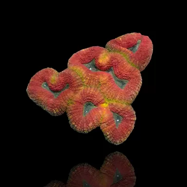 Lobophyllia sp multi coloured A grade M-size australie kopen | Coralandfishstore.nl