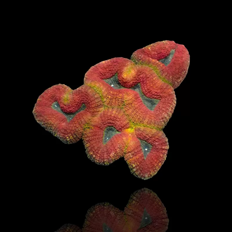 Kaufen Sie Lobophyllia sp mehrfarbig, Klasse A, Größe M, Australien | Coralandfishstore.nl