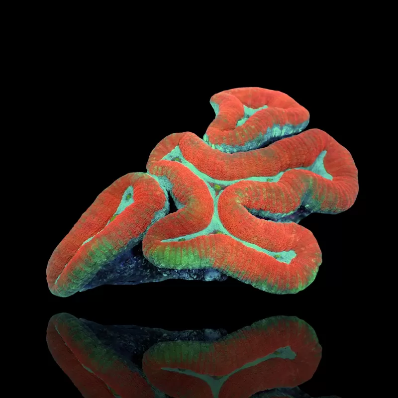 Lobophyllia sp multi coloured A grade M-size australie kopen | Coralandfishstore.nl Lobophyllia sp multi coloured A grade M-size australie kopen | Coralandfishstore.nl