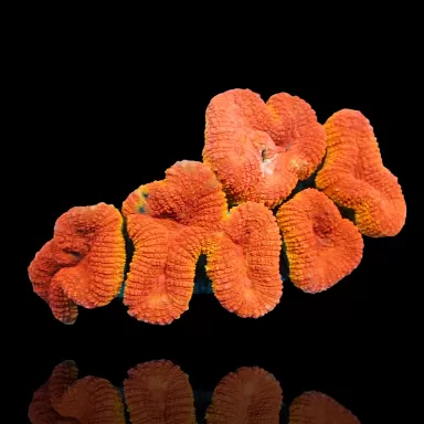 Lobophyllia sp. Kaufen Sie Red Flame - Australien | Coralandfishstore.nl