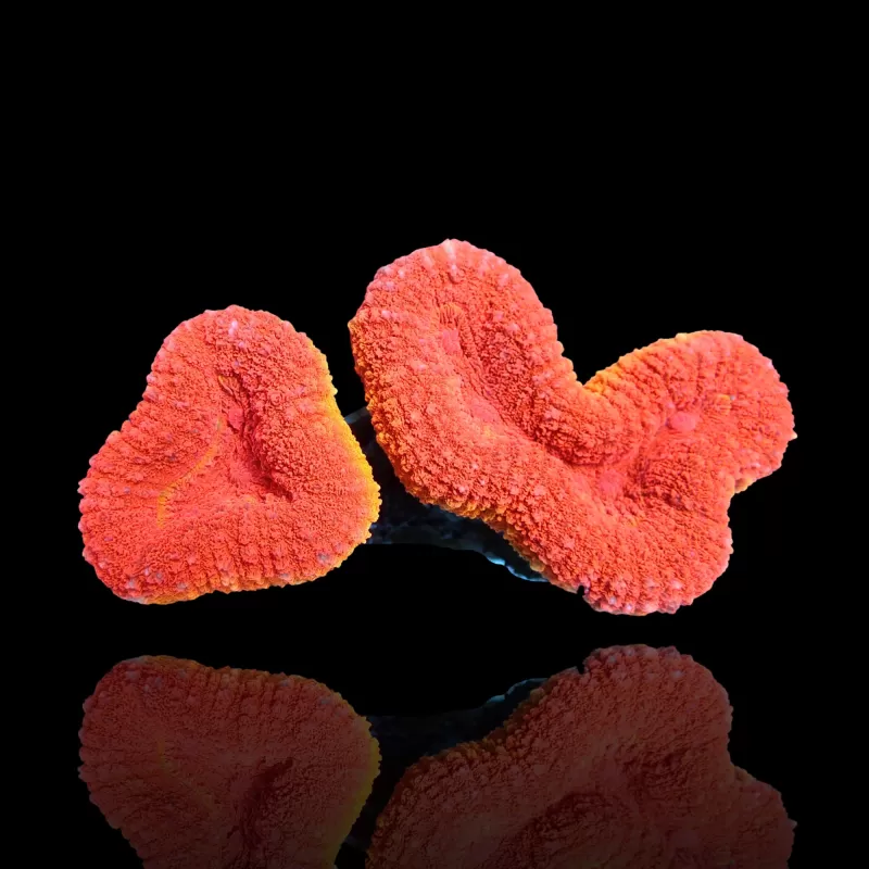 Lobophyllia sp. Red Flame - Australie kopen | Coralandfishstore.nl Lobophyllia sp. Red Flame - Australie kopen | Coralandfishstore.nl