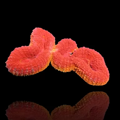 Lobophyllia sp. Kaufen Sie Red Flame - Australien | Coralandfishstore.nl