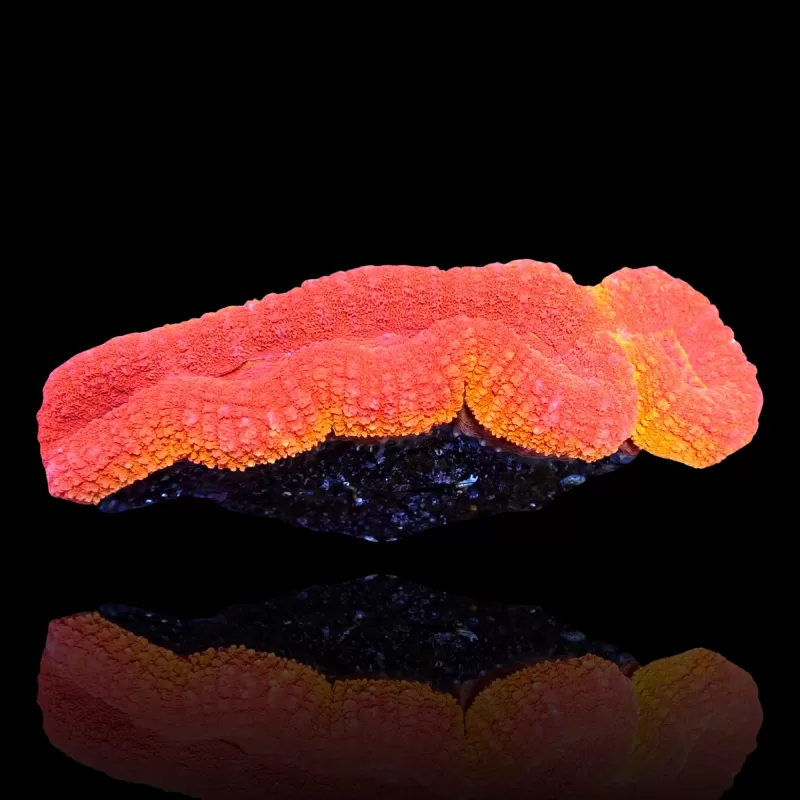 Lobophyllia sp. Red Flame - Australie kopen | Coralandfishstore.nl Lobophyllia sp. Red Flame - Australie kopen | Coralandfishstore.nl