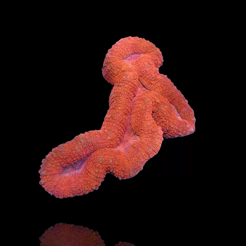 Lobophyllia sp. Red Australië kopen | Coralandfishstore.nl Lobophyllia sp. Red Australië kopen | Coralandfishstore.nl