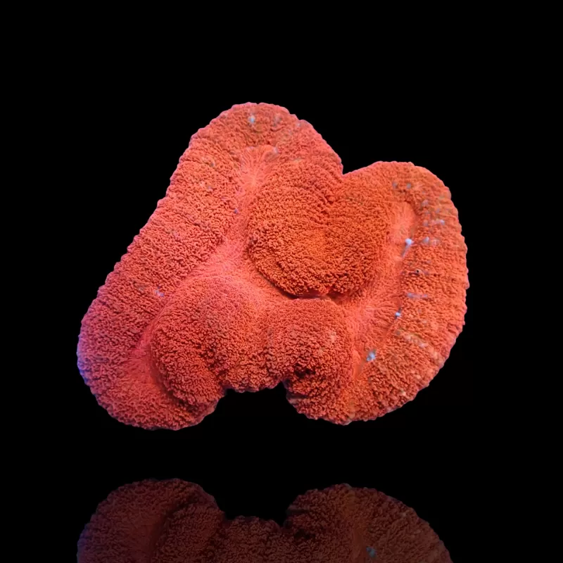 Lobophyllia sp. Red Lobophyllia sp. Red