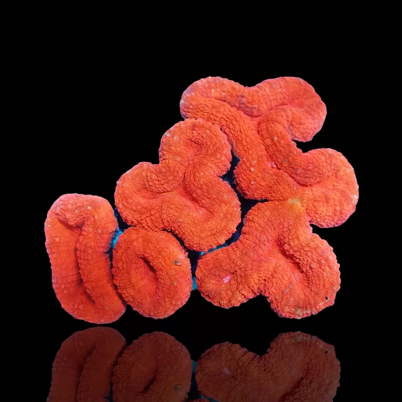 Lobophyllia sp. Red Australië Lobophyllia sp. Red Australië