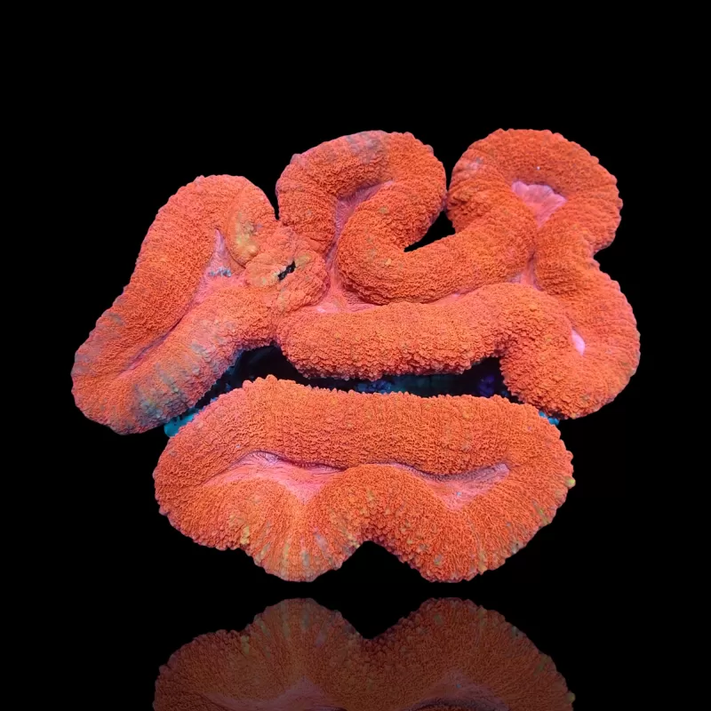 Lobophyllia sp. Red Australië kopen | Coralandfishstore.nl Lobophyllia sp. Red Australië kopen | Coralandfishstore.nl