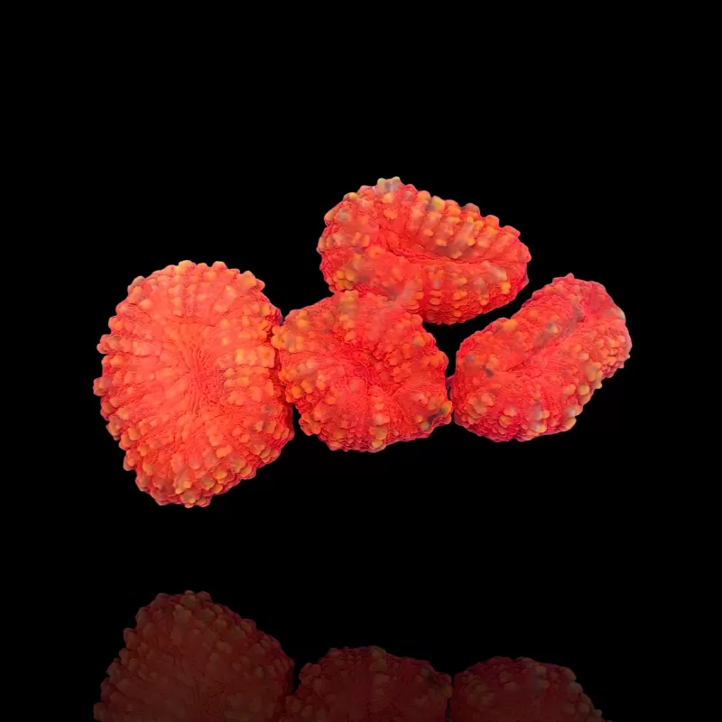 Lobophyllia sp. Red Australië kopen | Coralandfishstore.nl Lobophyllia sp. Red Australië kopen | Coralandfishstore.nl