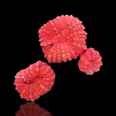 Lobophyllia sp. Kaufen Sie Red Australia | Coralandfishstore.nl