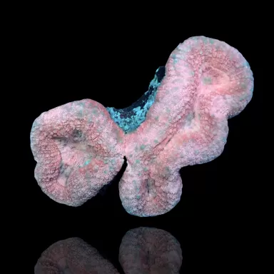 Lobophyllia sp. Kaufen Sie Pink - Australien | Coralandfishstore.nl