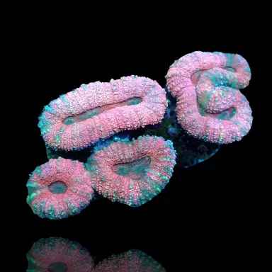 Lobophyllia sp. Kaufen Sie Pink - Australien | Coralandfishstore.nl