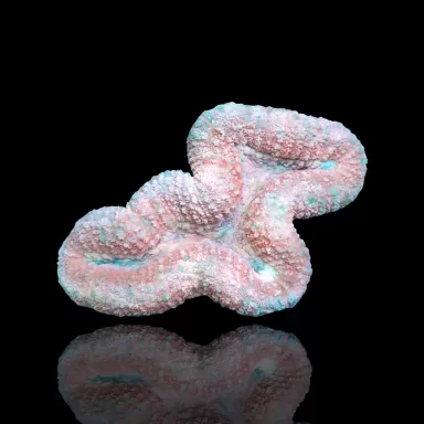 Lobophyllia sp. Kaufen Sie Pink - Australien | Coralandfishstore.nl