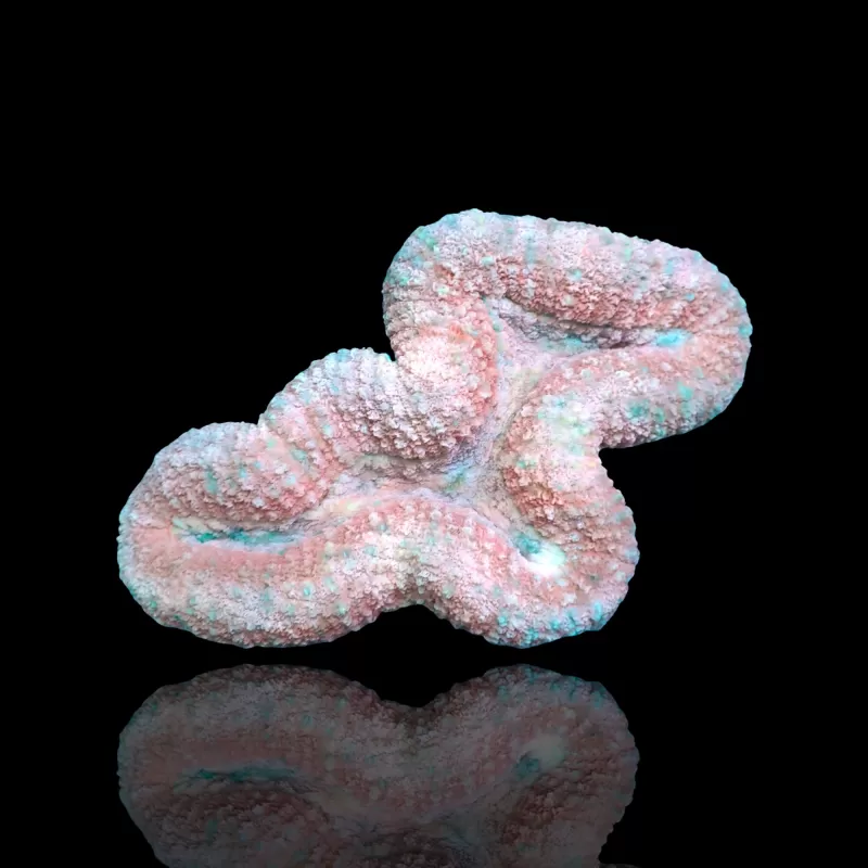 Lobophyllia sp. Pink - Australie kopen | Coralandfishstore.nl Lobophyllia sp. Pink - Australie kopen | Coralandfishstore.nl