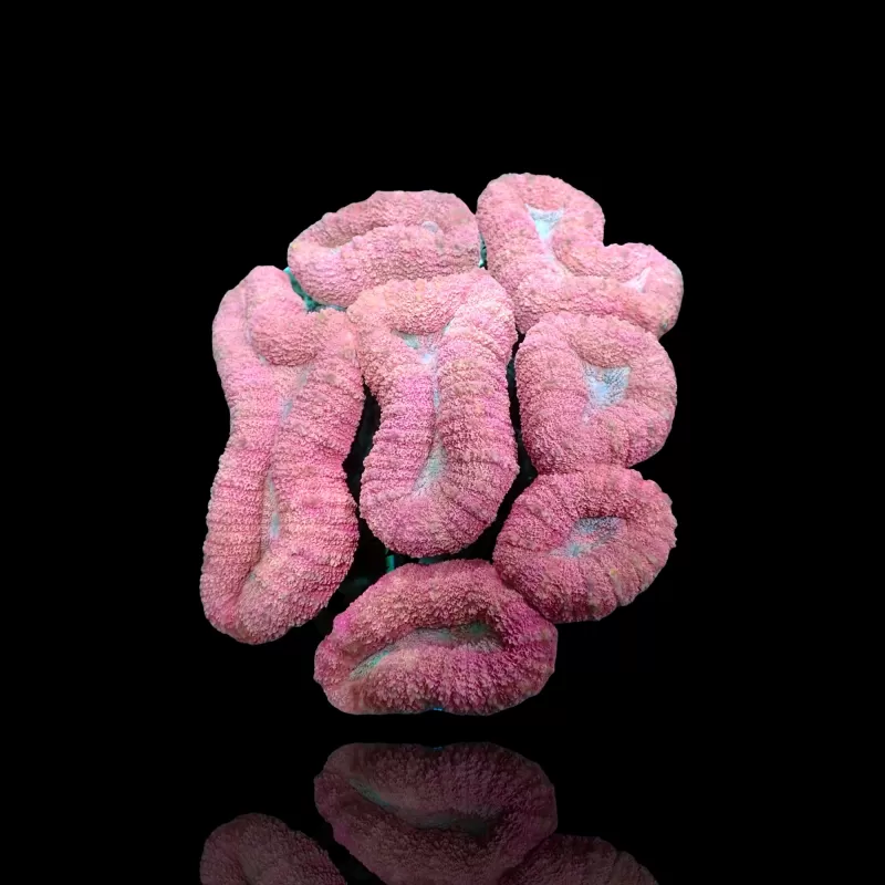 Lobophyllia sp. Pink - Australie kopen | Coralandfishstore.nl Lobophyllia sp. Pink - Australie kopen | Coralandfishstore.nl