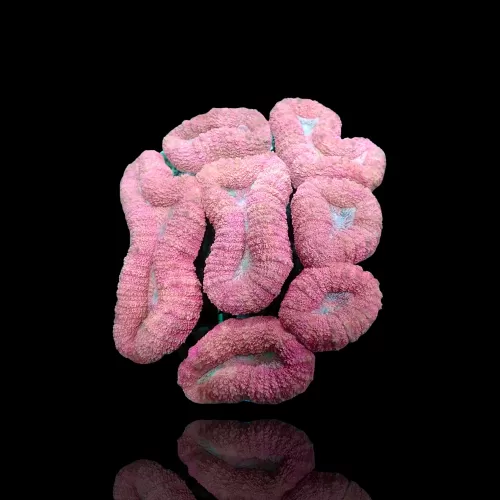 Lobophyllia sp. Kaufen Sie Pink - Australien | Coralandfishstore.nl