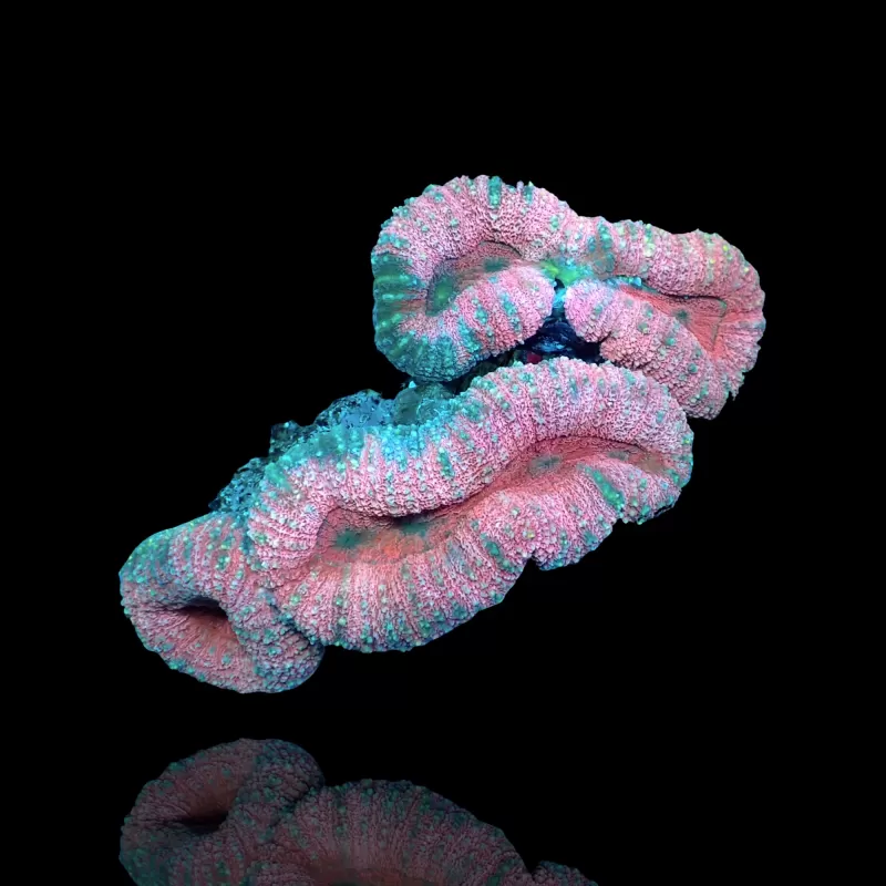 Lobophyllia sp. Kaufen Sie Pink - Australien | Coralandfishstore.nl