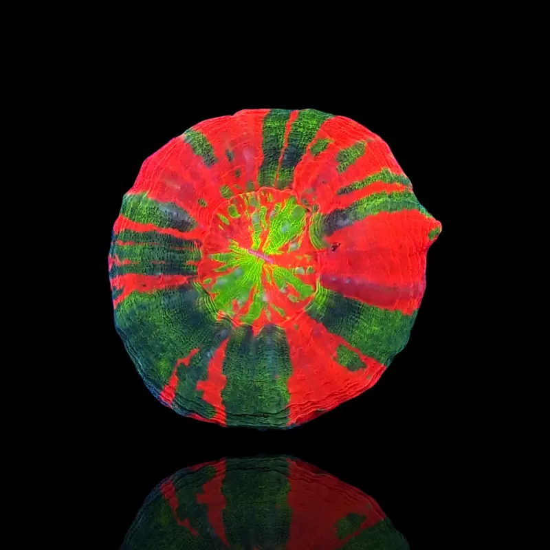 Kaufen Sie Scolimia Australis Ultra Colors | Coralandfishstore.nl Kaufen Sie Scolimia Australis Ultra Colors | Coralandfishstore.nl