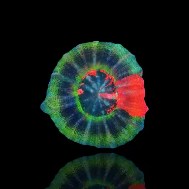 Scolimia Australis Ultra Colors  kopen | Coralandfishstore.nl