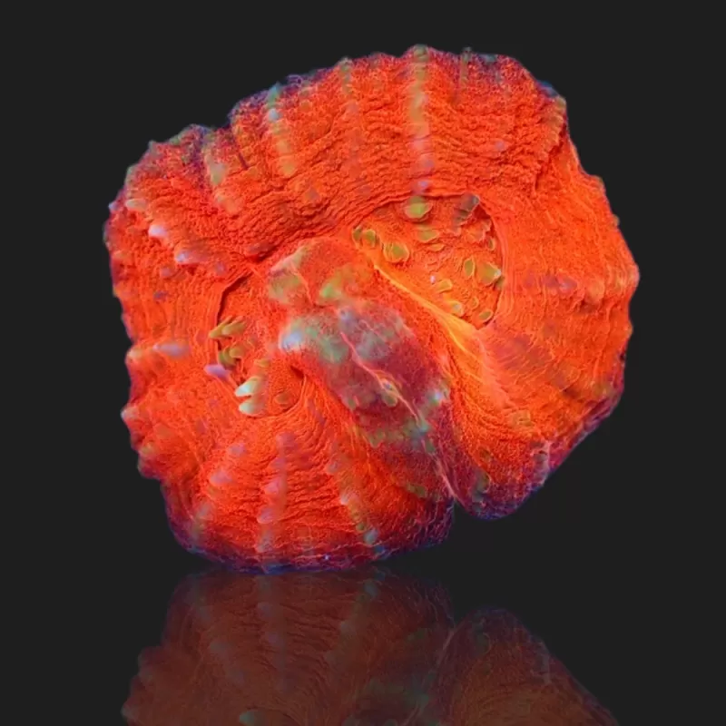 Kaufen Sie Scolimia australis rot | Coralandfishstore.nl Kaufen Sie Scolimia australis rot | Coralandfishstore.nl