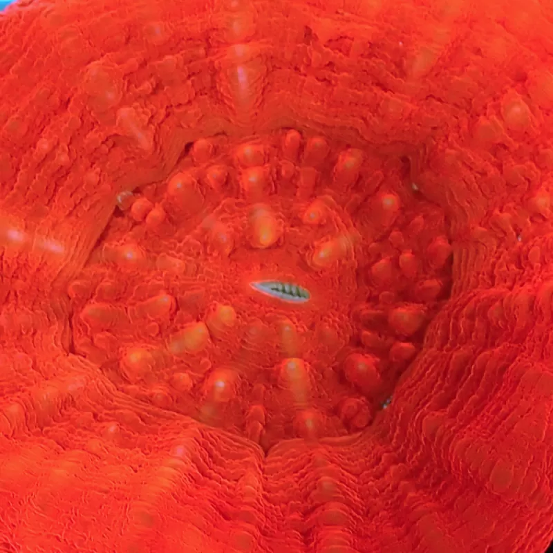 Kaufen Sie Scolimia australis rot | Coralandfishstore.nl Kaufen Sie Scolimia australis rot | Coralandfishstore.nl