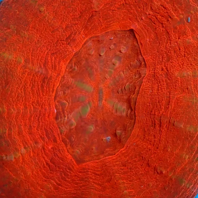 Kaufen Sie Scolimia australis rot | Coralandfishstore.nl Kaufen Sie Scolimia australis rot | Coralandfishstore.nl
