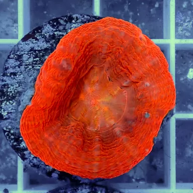 Kaufen Sie Scolimia australis rot | Coralandfishstore.nl