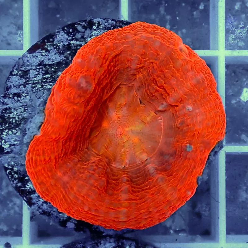 Kaufen Sie Scolimia australis rot | Coralandfishstore.nl Kaufen Sie Scolimia australis rot | Coralandfishstore.nl