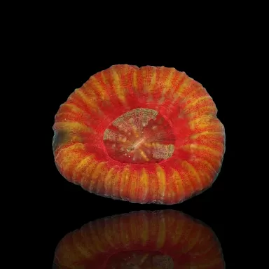 Kaufen Sie Scolimia australis rot | Coralandfishstore.nl