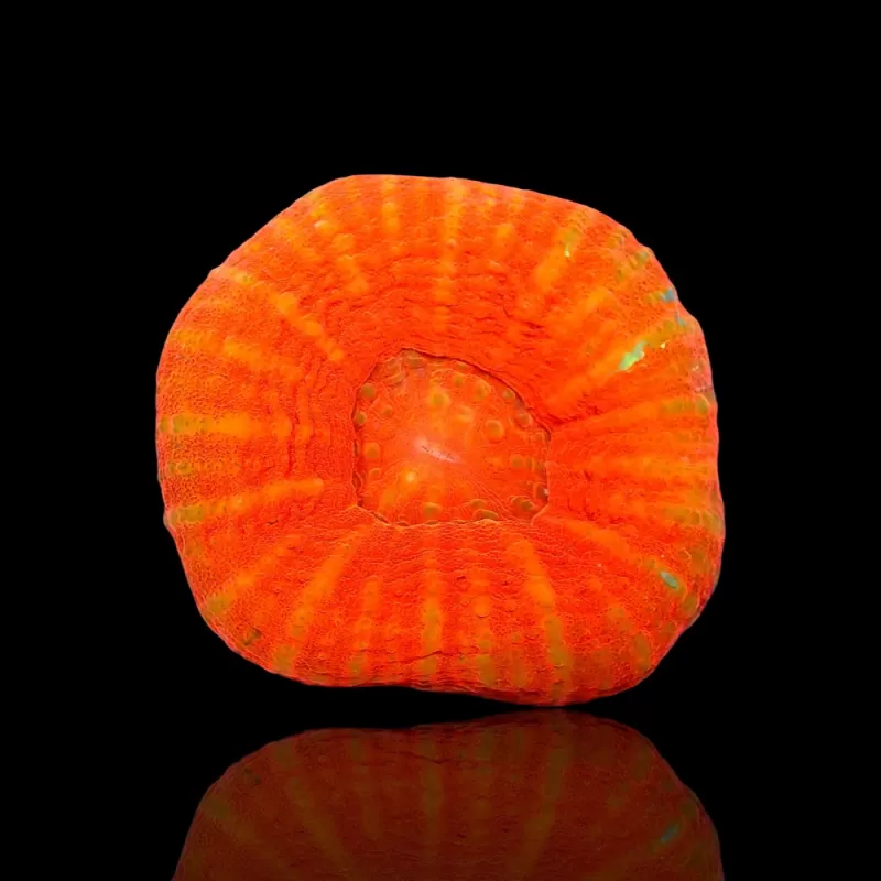 Kaufen Sie Scolimia australis rot | Coralandfishstore.nl Kaufen Sie Scolimia australis rot | Coralandfishstore.nl
