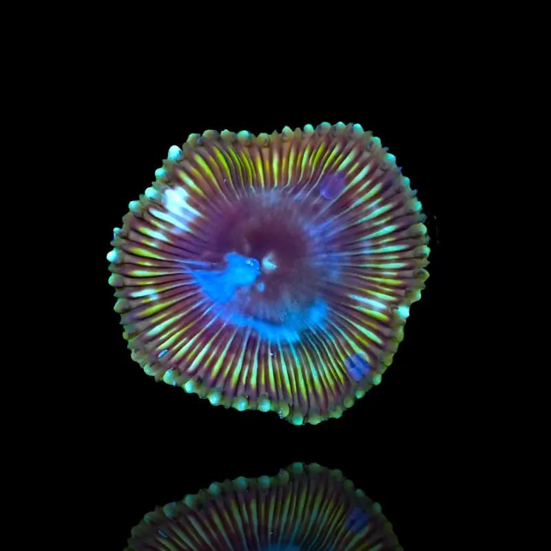 Möchten Sie Protopalythoa Grandis bestellen? l Coralandfishstore.nl Möchten Sie Protopalythoa Grandis bestellen? l Coralandfishstore.nl