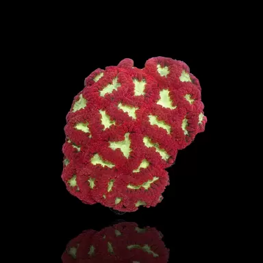 Blastomussa sp. Red Ultra| Coralandfishstore.nl